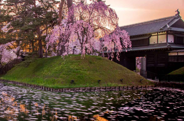 Teras dengan pohon sakura di tengahnya